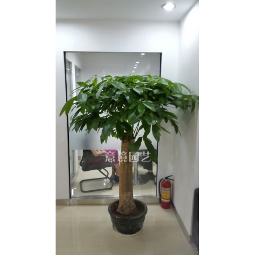 單枝發(fā)財樹