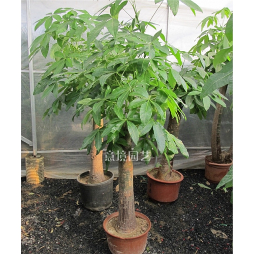 單枝發(fā)財樹