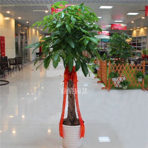 五辮發(fā)財(cái)樹