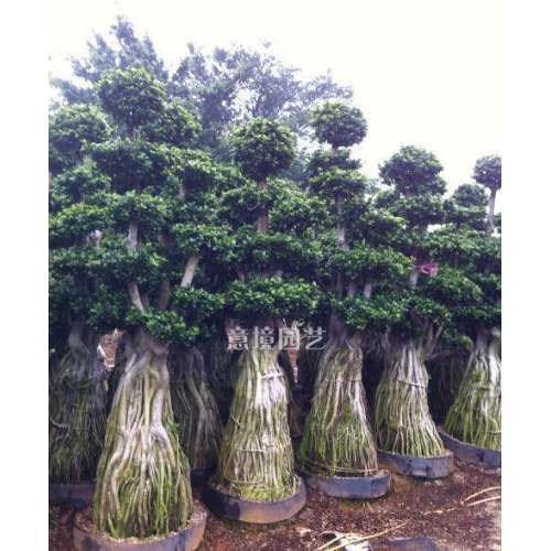 造型榕樹