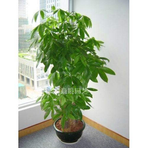 三枝發(fā)財(cái)樹